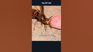 cô gái cứu con ong bắp cày