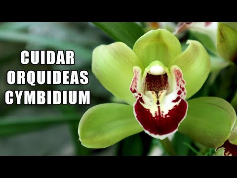 Video: Orquídea Cymbidium: descripción, características y cuidados en el hogar