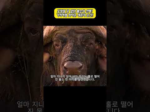 도망칠 곳 없던 물소의 선택! 기적처럼 찾아온 생존의 순간! thumbnail