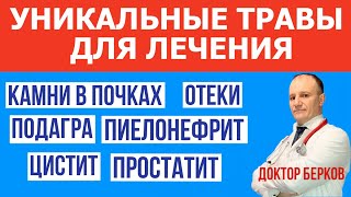 Лечение травами. Болезни почек. Камни в почках. Подагра. Отеки. Давление. Мешки под глазами. Детокс.