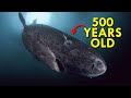 Greenland shark the shark thats twice as old as america