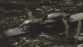 Efforts to save western pond turtles in Columbia River Gorge shows signs of promise with 'Turtle