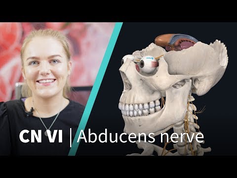 Anatomy Dissected: Cranial Nerve VI (abducens nerve)
