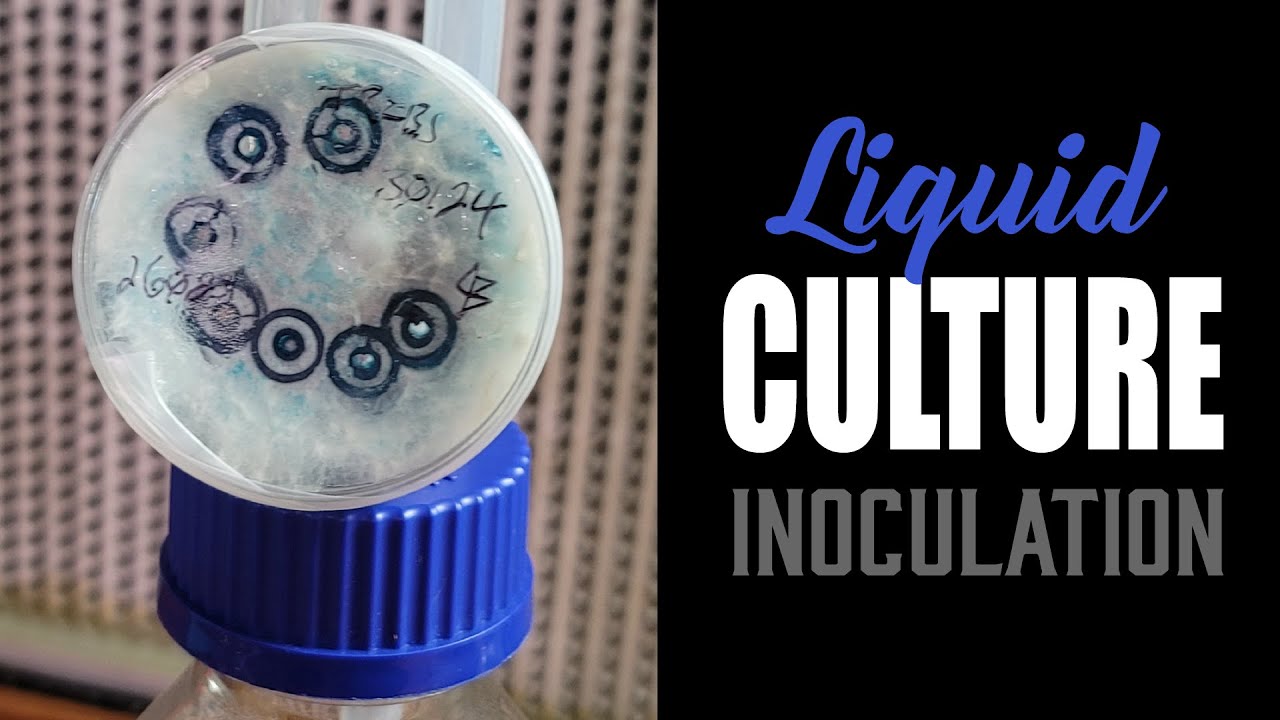 🍄 Liquid Culture Bioreactor Lid & Bullnose Biopsy | New Technique for Faster, Cleaner Cultures 🔬