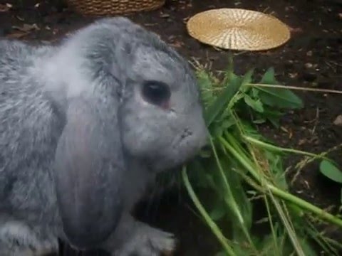 Mini Lop / Dværgvædder - Luna Lunefuld & Max Måne