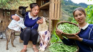 Duong harvests beans and brings them to the market to sell - buys clothes for the dog to keep warm
