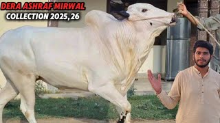 Dera Ashraf Mirwal - Collection 2025 - Fateh jang Bulls - Dangerous Bulls - Bakra Eid Season 2025...