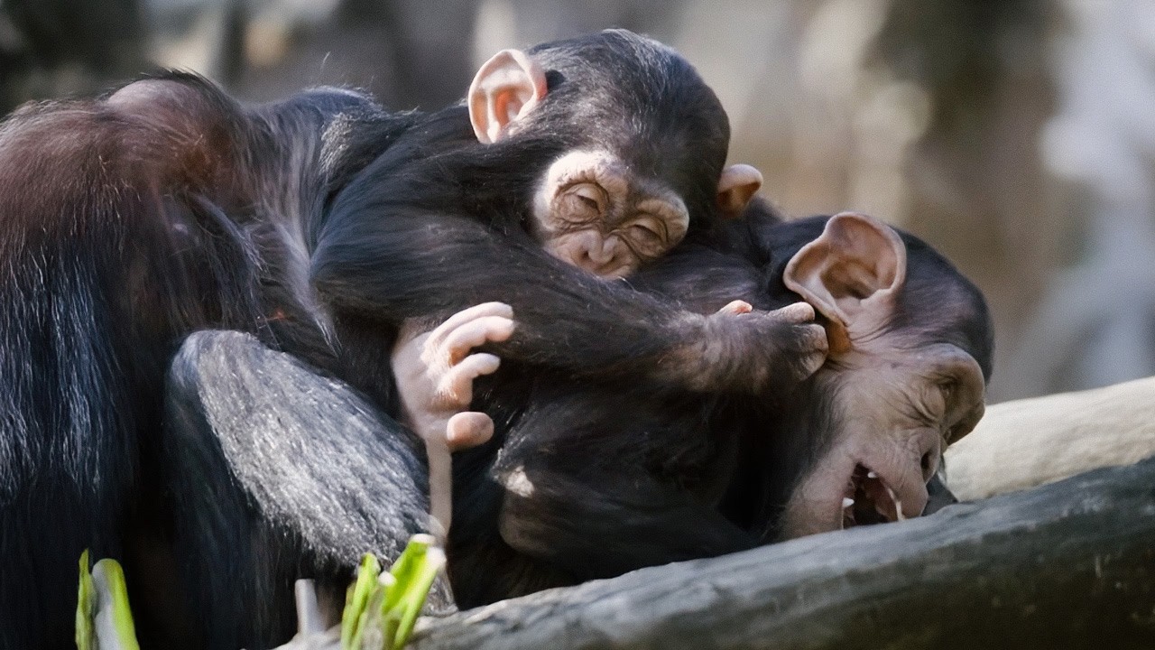 7 Animals Smarter Than You