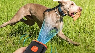 Dog Repeller || Watch how it Works || screenshot 4