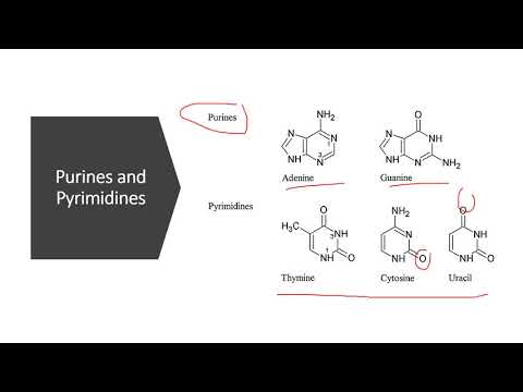 Video: Dr replikuojantis adeninas visada yra susijęs su?