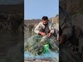 Net Hunting || Catching Big Gulfaurm || #fishing #fishingadventure #hunting