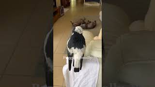 The Australian magpie who barks more than my dog