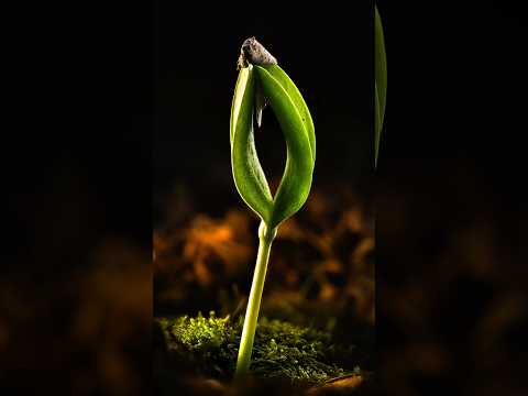 Natural vs Artificial