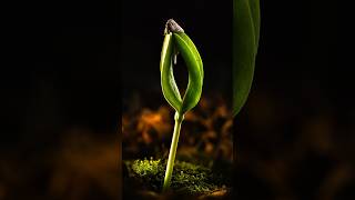 Natural vs Artificial Light — A Macro Photography Lighting Experiment 🌱💡