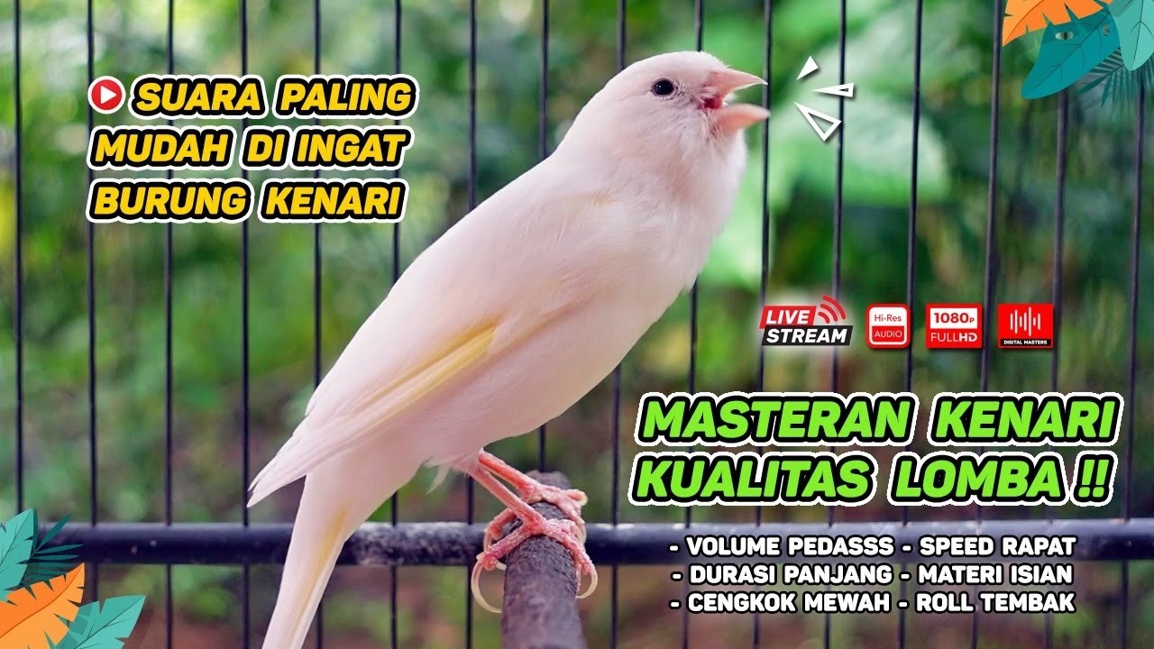 Kenari GACOR NGEREK‼️ Masteran Kenari PAUD dan Pancingan Kenari MACET BUNYI dan Betina NGIWIR - 232