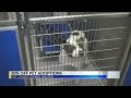 Pitt County Animal Services hosts half price adoption special