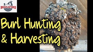 How to Harvest Cherry Wood Burls - Woodturning
