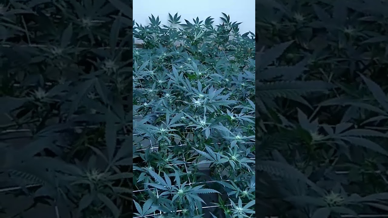 After canopy maintenance and defoliation