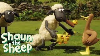 Shaun The Sheep | Shaun The Sheep Full Episodes Season 3 Episodes 1-10 | Shaun The Sheep Cartoons
