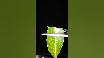 leaf cutting #shorts