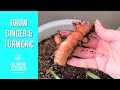 How To Grow Turmeric and Ginger Indoors