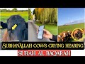 Subhanallah cows crying hearing surah baqarahpath of jannat