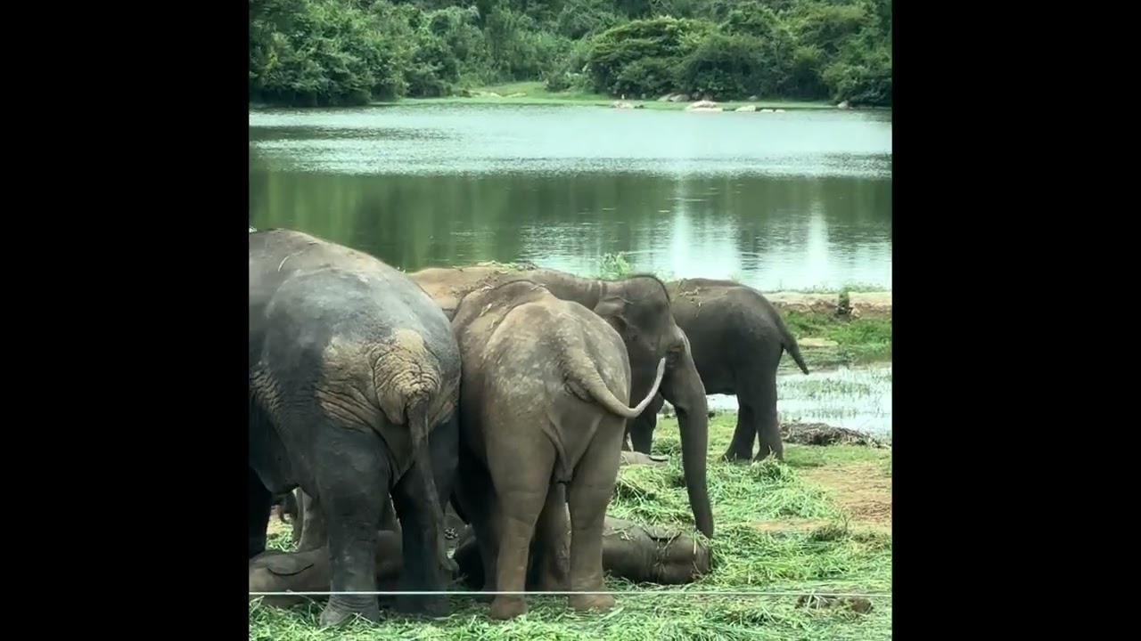 Bannerghata national park