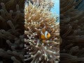 POV: Just a Clownfish Swimming Around”#POV #Clownfish #FishPOV #Underwater #Ocean #JustSwimming