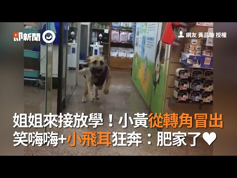姐姐來接狗放學！小黃從轉角冒出 笑嗨嗨+小飛耳狂奔：回家了 | 寵物 | 狗狗