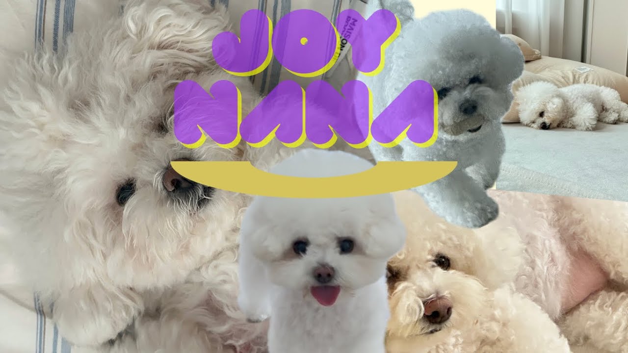 🐞🐜🪲벌레 많은 여름철 산책하는 강아지와 나 🐶👩🏽🩵 | Summer Walk with My Dog🐶👩🏽💛 | 犬と夏の散歩🐩