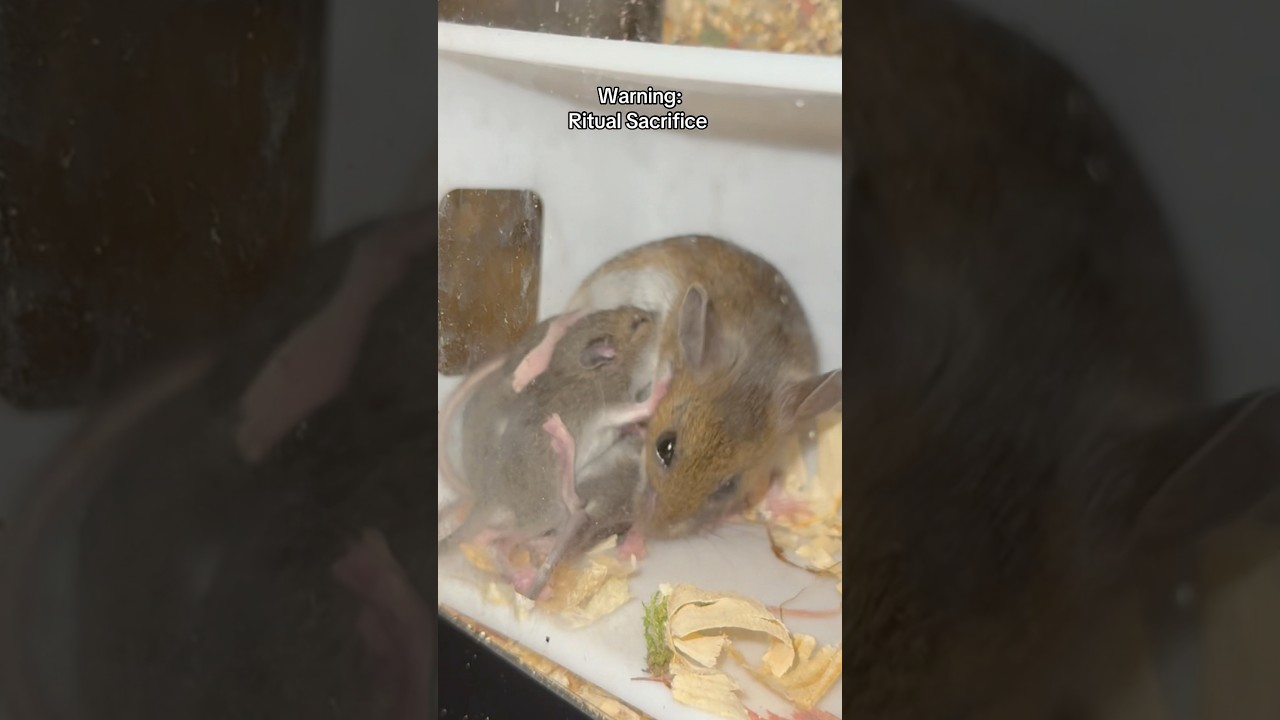 And they say infant sac rifice is a bad thing… pshhh #sarcasm #motherlyinstincts #wildlife #deermice