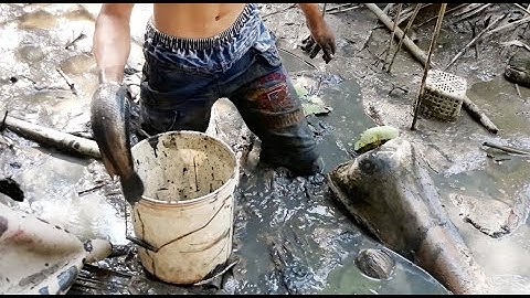 Một cái vũng cạn bắt hoài không hết cá | Catch fish in Vietnam countryside