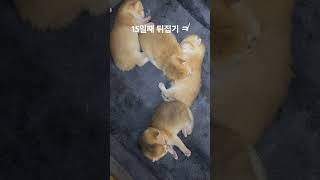 새끼냥이 4 남매 뒤집기