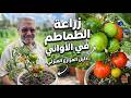 سر نجاح زراعة الطماطم في اواني اصيص نصائح وإرشادات للمبتدئين