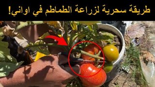 سر نجاح زراعة الطماطم في اواني (اصيص): نصائح وإرشادات للمبتدئين