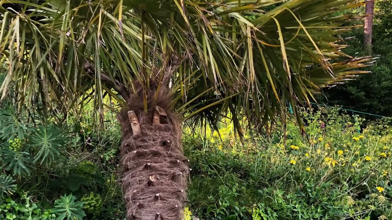 Invalids Walk and Haulfre Gardens, Llandudno, North Wales 