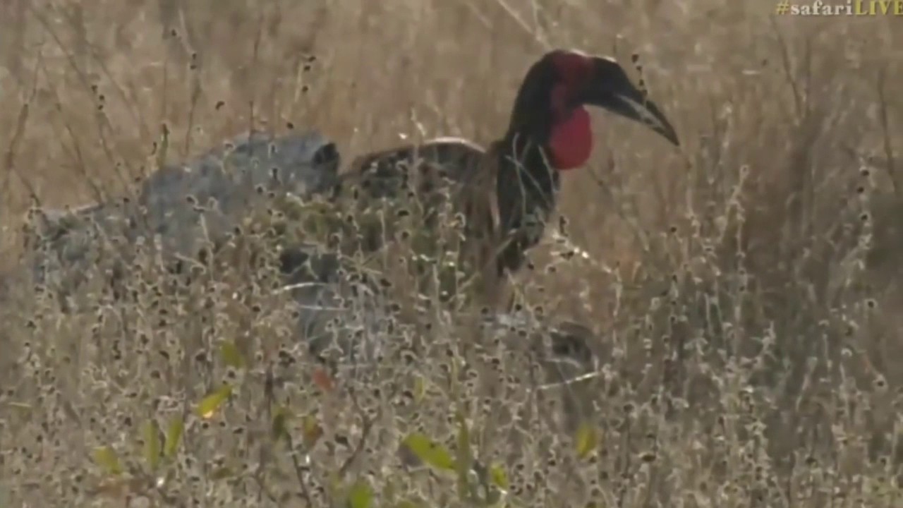 sindile faku 7 July 24, 2017 -Sunrise - Southern Ground Hornbills