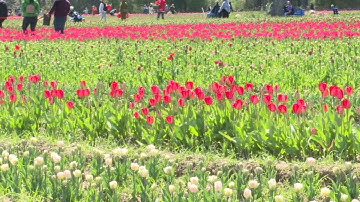 VIDEO NOW: Wicked Tulips Flower Farm Celebrates Grand Opening