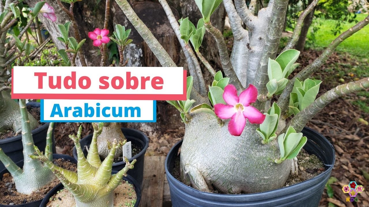 Tudo sobre Adenium arabicum - Rosa do deserto naturalmente gordinha