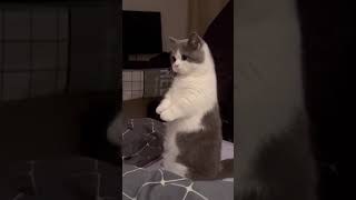 Mentahan   Kucing  shorts