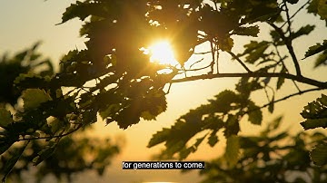 Plant Profile: Coast Live Oak