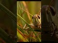 Scorpion and Grasshopper: Macro Survival in 4K – Intense Atmosphere and Realistic Nature Audio