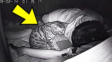 ¿Saben los gatos cuándo es hora de dormir?