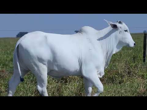 LOTE 19   HAJP 242