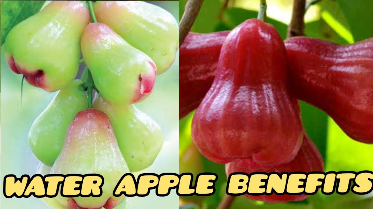 Water Apple Benefits In Telugu at Jo Blalock blog