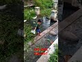 #short#video#lingga#bolangbalong#