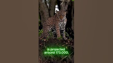 Threatened and Endangered Species - Jaguars
