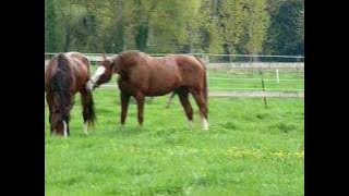 Jugeotte et daraguay