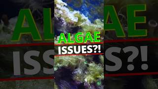 Thomas’ Top 5 Tangs for Reef Tank Algae Control! #brstv