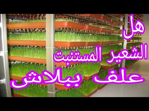 الشعير المستنبت مفاجأة كبيرة و كلام اول مرة تسمعه قيمة علفية هائلة ام فنكوش مع د السيد الطوخي